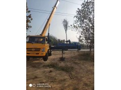 丝棉木 10-18公分丝棉木苗 焦作丝棉木基地 焦作万年春苗木 电议现货有量图1