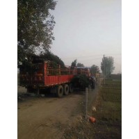 蜀桧 2.5米精品蜀桧 公园墓地 公墓绿化 行道树 园林绿化树 电议现货有量 万年春