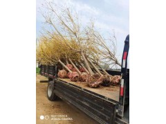 黄金槐 8-10公分黄金槐 园林绿化 公园造景 园林工程 现货有量电议价格 万年春苗木图1