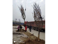 樱花 粉色樱花 8-18公分樱花树价格 焦作樱花基地 万年春苗木 园林绿化 电议有量图1