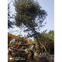 大叶女贞 10-20公分大叶女贞 焦作大叶女贞基地 万年春苗木 电议价格有量现货