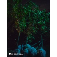 腊梅 规格齐全庭院绿化公园小区街道风景树地栽盆栽 电议价格现货 万年春苗木