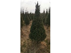 红豆杉造型树 独杆红豆杉树价格 首家红豆杉盆景园 电议价格 梅河口红豆杉基地图1