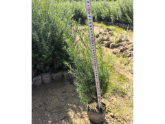 红豆杉小苗 红豆杉绿篱苗 红豆杉苗 园林绿化苗 东北红豆杉 吉林首家红豆杉盆景园图1