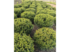 红豆杉 红豆杉造型 红豆杉球 园林绿化 城市园林造景 东北苗木 首家红豆杉盆景园 电议现货图1