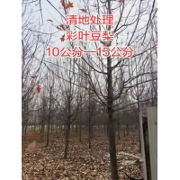 基地直供彩叶豆梨10公分-15公分，欢迎新老客户下单选购 精简园林