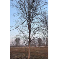 基地直供美国红枫20-30公分，欢迎新老客户下单选购！ 精简园林