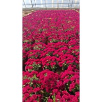 国庆菊 国庆菊大小杯苗 花坛花境点缀 公园庭院种植苗 段存存草花基地 大量现货电议