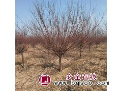 榆叶梅美人梅5-10公分300亩 榆叶梅价格 公园绿化 园林绿化树 电议有量现货 金鑫园林图1