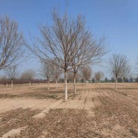 五角枫元宝枫10-20公分量大 园林绿化树 公园绿化树 城市绿化 电议价格现货 金鑫园林