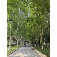 法桐_菏泽法桐价格_法桐苗 菏泽金鑫园林 电议现货有量 10-30公分法桐树规格齐全