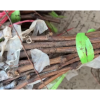 黑脆王葡萄苗大棚苗成熟度好长势好 昌黎县精品果树苗木基地