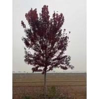 假植美国红枫（银红戚）8-20公分 美国红枫树 园林绿化树 电议现货 蠡县恒嘉逸园林