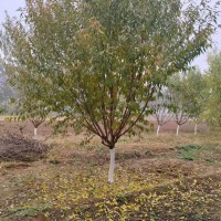 碧桃 红叶碧桃 精品骨架红叶碧桃9-15公分 园林绿化树 电议价格有量 恒嘉逸园林