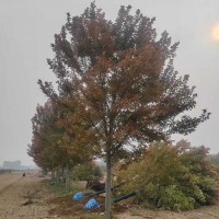 蠡县恒嘉逸园林出售假植美国红枫（银红槭）8-20公分 电议价格 园林绿化彩叶树