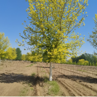 复叶槭 金叶复叶槭19-23公分 保定货源 电议价格有量 园林绿化树 琪森园林