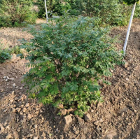 火焰卫矛球0.8米到2米 ​架植苗，大田苗，大量上市 河北苗木 园林绿化树 保定蠡县琪森园林苗木销售