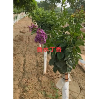 香水丁香4-10公分、紫丁香8-12公分 园林绿化树 城市绿化 电议价格有量现货 琪森园林