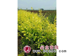 广源苗木快速出圃 垂柳，榆树 黄金柳 垂柳 河道边绿化树 电议价格现货装车图1