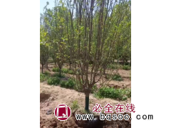 西府海棠 假植西府海棠 河北苗木基地 城市园林绿化 公园景观树 电议价格 地茂园林图1