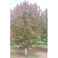 海棠树 西府海棠6-12公分 八棱海棠8-15公分 园林绿化树 庭院造景树 电议价格 地茂园林