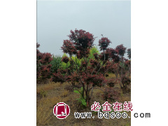 密枝红叶李造型树 红叶李 园林绿化造型树 公园造景 电议现货有量 贵松园林绿化工程图1