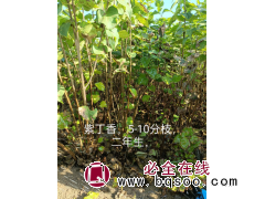 紫丁香苗 5-10分枝二年生小苗紫丁香大量现货 电议价格 园林绿化小苗 贵松园林绿化工程图1