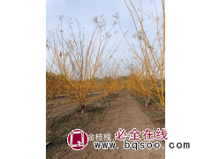 大量出售3-5米丛生金枝槐 金枝槐 园林绿化树 公园造景树 电议价格现货 贵松园林绿化图1