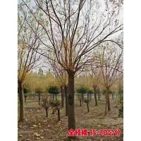 金枝槐 15-20公分金枝槐价格 园林绿化树 公园绿地造景树 电议价格有量现货 光彩苗木