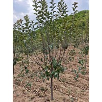 光辉海棠 5公分光辉海棠树大量现货电议价格 东北苗木 开原昌隆苗圃 园林绿化树