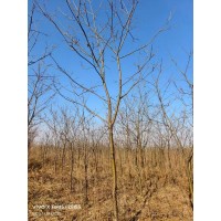 6-8公分山槐大量 山槐树苗大量供应 东北苗木 电议价格现货有量 广阔苗圃工程苗