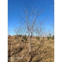 12黄菠萝大量 又名黄柏小区庭院别墅区行道绿化根茎健壮规格全 电议大量 广阔苗圃