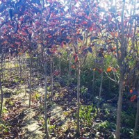 3公分紫叶稠李 紫叶稠李小苗 庭院小区公园造景绿化种植行道庭荫树规格齐全 电议 广阔苗圃