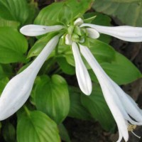 白玉簪 常年大量供应白玉簪，紫玉簪小苗大量供应 安国市英欣花卉基地 电议现货