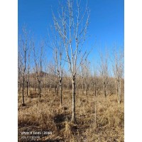 水曲柳12-20公分现货 东北苗木基地 东北梣小区庭院公园绿化观赏种植 广阔苗圃 电议价格