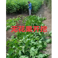 无花果苗 无花果苗-种植无花果,掌握这几个技巧,果子结的又大又甜 电议价格大量 庄顺果树