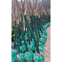 3-5公分核桃苗 核桃树价格 批发核桃树庭院道路观赏绿化冠幅饱满易成活 电议价格 庄顺果树