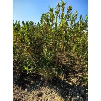 兴安杜鹃丛80-1.2有量 常绿花期长冠幅饱满 市政房地产绿化工程 电议价格 广阔苗圃