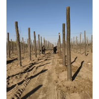 柳树 旱柳 垂柳 柳树基地 园林绿化 河道边绿化树首选 电议价格有量 博野尚景苗圃