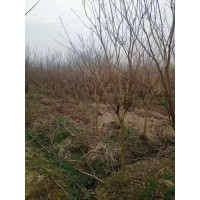 4-8紫薇树大量现货 紫薇树小苗现货大量 红花紫薇 园林绿化树 庭院绿化 张铺园艺