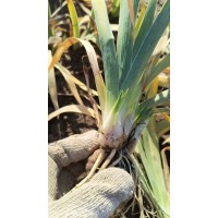 鸢尾苗 德国鸢尾 耐寒花卉 宿根花卉 东北苗木 花卉小苗大量现货电议 宁香苗木花卉