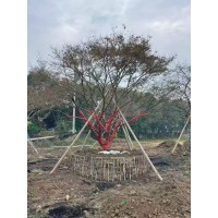 1-25厘米红枫 红枫大树 园林绿化 公园造景 独杆大规格红枫树 土球发货 电议价格 恒春花木