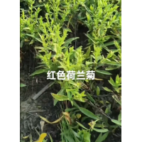 荷兰菊 红色荷兰菊 重瓣荷兰菊小苗 宿根花卉杯苗大量 电议价格现货 宁香苗木花卉