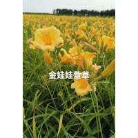 金娃娃萱草 苗圃出售金娃娃萱草 城市公园广场点缀植物 花坛花镜花海观赏苗 电议 宁香苗木花卉
