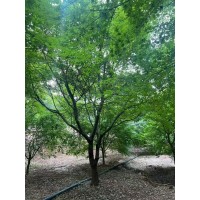 鸡爪槭 基地直销薄利多销 电议价格 鸡爪槭苗 公园绿化造境树 恒春花木 园林绿化树