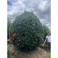 杆径1-15厘米金银桂花、花冠50-400四季桂 现货供应 电议价格 恒春花木 庭院绿化树