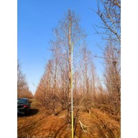 水杉 12-14-15-16-18-20公分水杉价格 电议现货有量 公园绿化造景 南燕苗圃 园林绿化