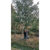 杜英别名假杨梅 梅擦饭 庭院园林绿化庭荫树 公园景区观赏性种植 电议价格 南燕苗圃