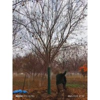 3-22公分的五角枫精品树 五角枫价格 电议有量现货 园林绿化树 恒和农业科技 河北苗木