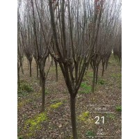 红叶李 公园风景园林绿化太阳李 落叶性苗木 2-6公分紫叶李现货电议价格有量 实创花卉